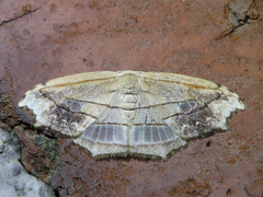 Leucoblepsis