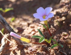 Oxalis microdonta