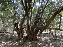 Sideroxylon socorrense