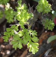Pelargonium alternans