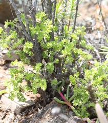 Pelargonium alternans