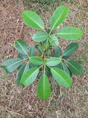 Magnoliopsida