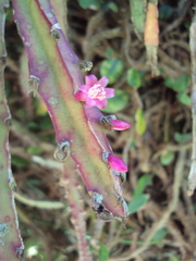 Lepismium cruciforme