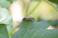 Ectobius erythronotus