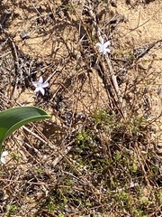 Prismatocarpus campanuloides