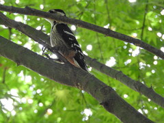 Dendrocopos leucotos