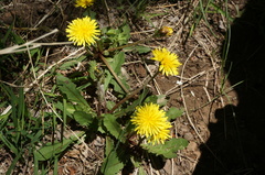 Taraxacum mongolicum