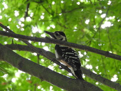 Dendrocopos leucotos