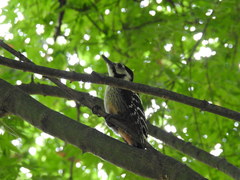 Dendrocopos leucotos