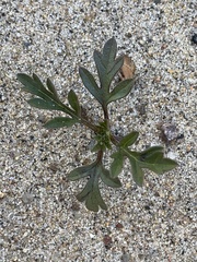 Asteraceae