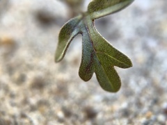 Asteraceae