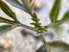 Asteraceae
