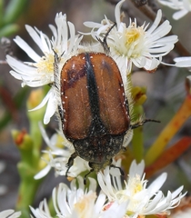 Trichostetha capensis