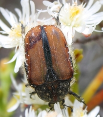 Trichostetha capensis