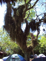 Lepismium cruciforme