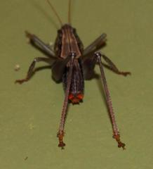 Namaquadectes irroratus