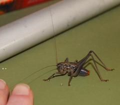 Namaquadectes irroratus