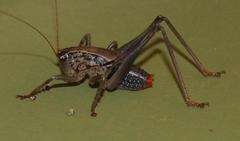 Namaquadectes irroratus