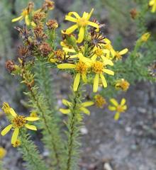 Senecio pinifolius