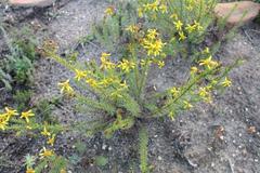 Senecio pinifolius