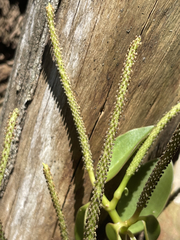 Peperomia socorronis