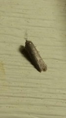 Holcocera chalcofrontella