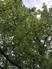 Acer pseudoplatanus