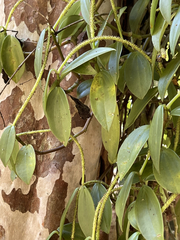 Peperomia socorronis