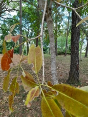 Magnoliopsida