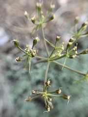 Cymopterus panamintensis