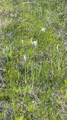 Rhynchospora latifolia