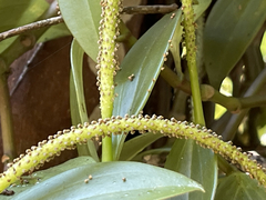 Peperomia socorronis
