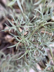 Cymopterus panamintensis