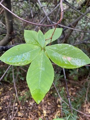 Dais cotinifolia