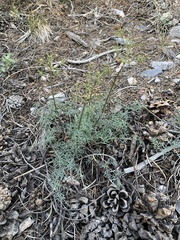 Cymopterus panamintensis