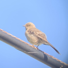 Mimus polyglottos