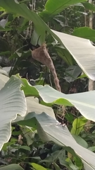 Phaethornis anthophilus