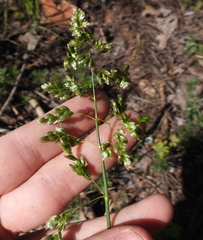 Anthoxanthum repens