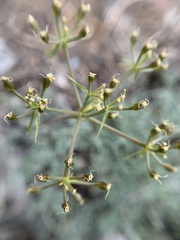 Cymopterus panamintensis