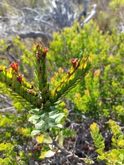 Lobostemon sanguineus