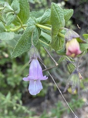 Lepechinia cardiophylla