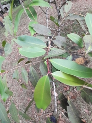 Magnoliopsida