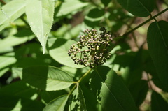 Sambucus williamsii