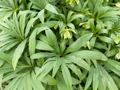 Helleborus dumetorum