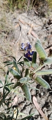 Lupinus altimontanus