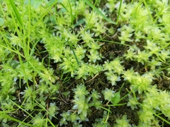 Plagiomnium undulatum