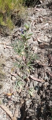 Lupinus altimontanus