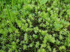 Plagiomnium undulatum