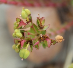 Euphorbia genistoides