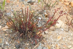 Euphorbia genistoides